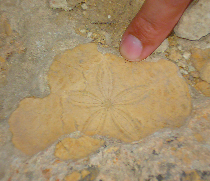 A 350 Million Years old Star Fish found at Wellsite of Saif Energy