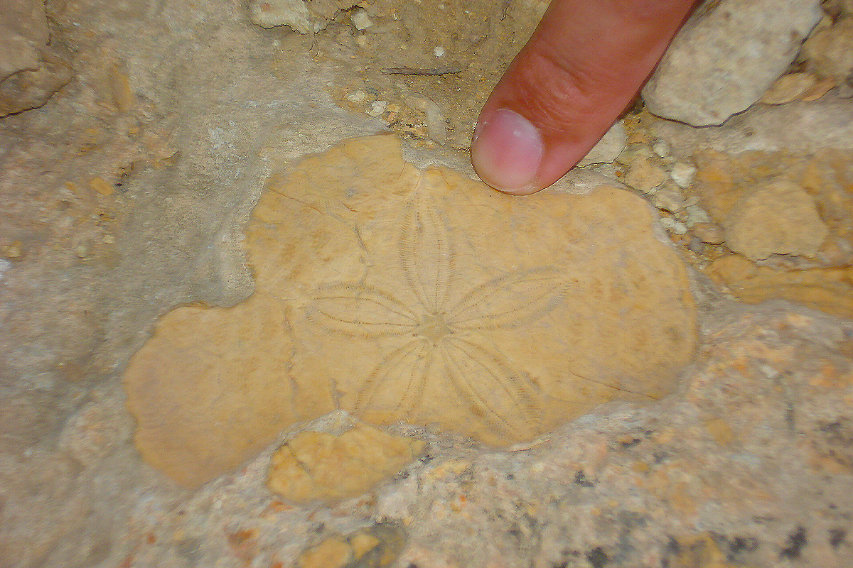 A 350 Million Years old Star Fish found at Wellsite of Saif Energy